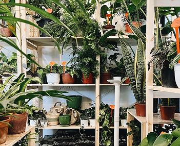 estanter&iacute;as con muchas plantas de distintos tama&ntilde;os